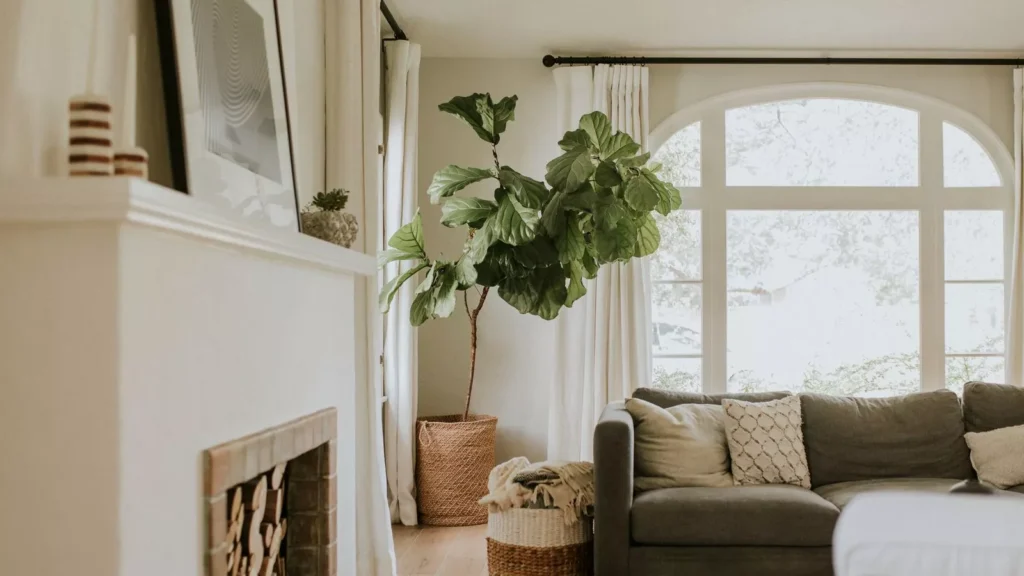 A living room with a couch and a plant